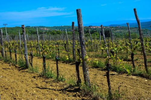 36usodno_vino